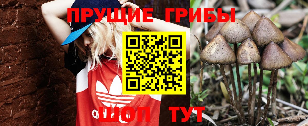 Псилоцибиновые грибы Psilocybe  Вход с VPN  Сибай 